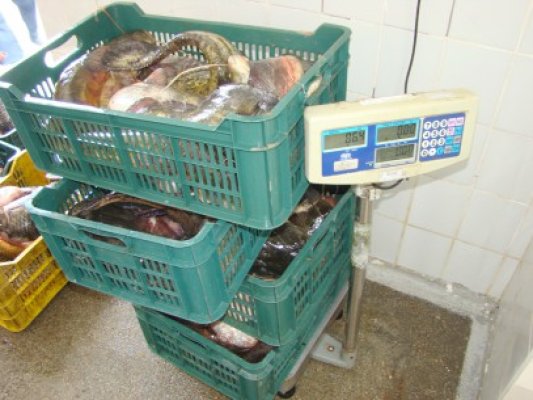 Peste 400 kilograme de peşte, confiscate de poliţiştii de frontieră